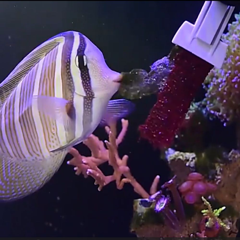 Pinza Magnética para Algas y V - Aquarium Marine Services reseña y precio